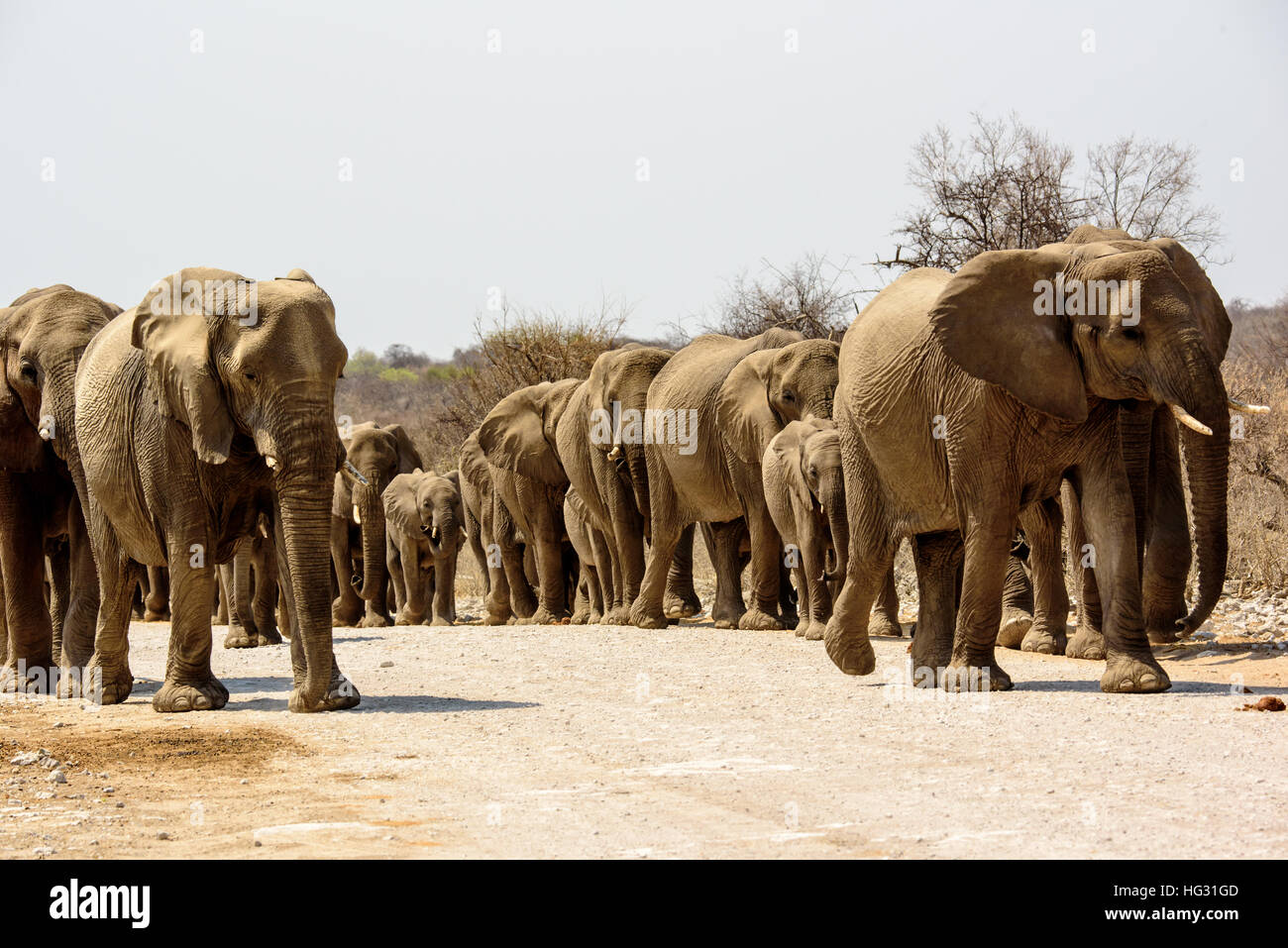 Elefantenherde nähert sich Stockfoto