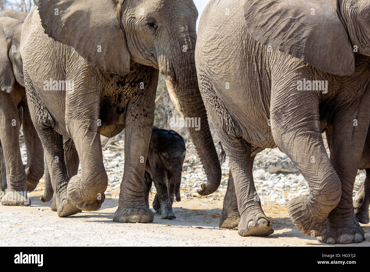 kleines Baby-Elefanten in der Nähe von Mama Stockfoto