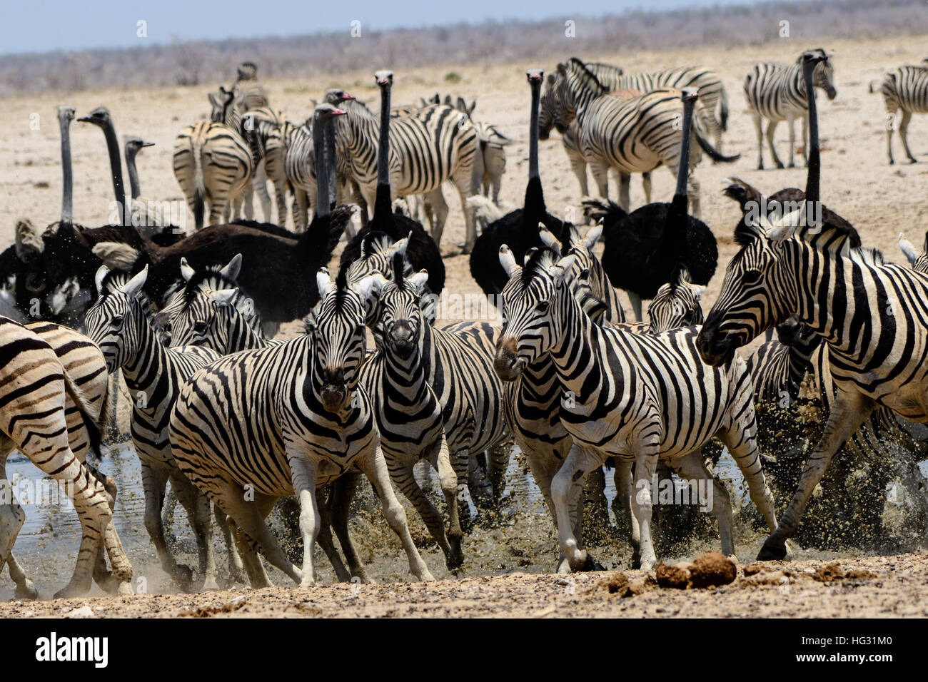 nervös Zebra an einem überfüllten Wasserstelle Stockfoto