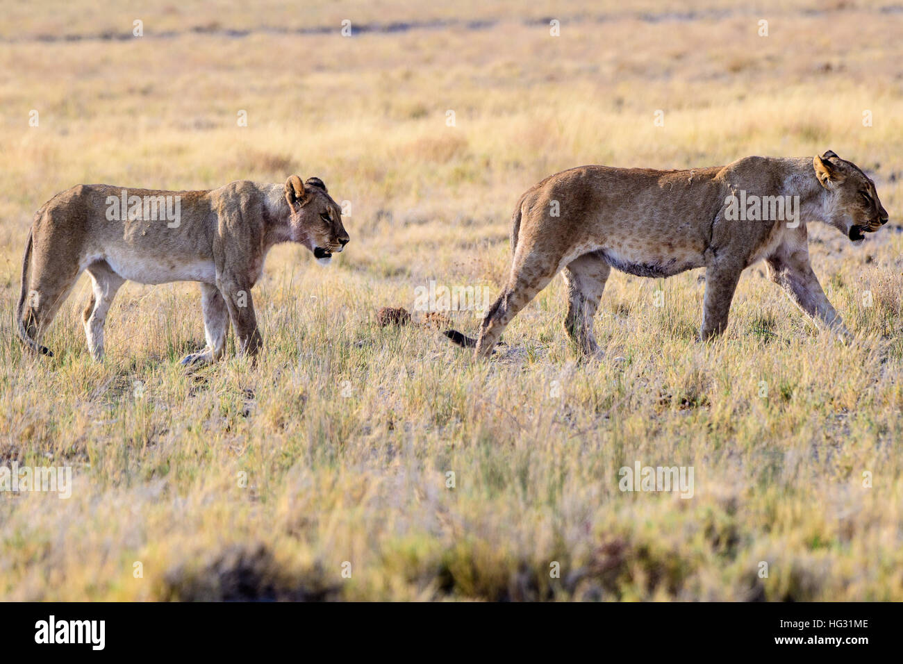 Zwei Löwinnen auf der Pirsch im afrikanischen Busch Stockfoto