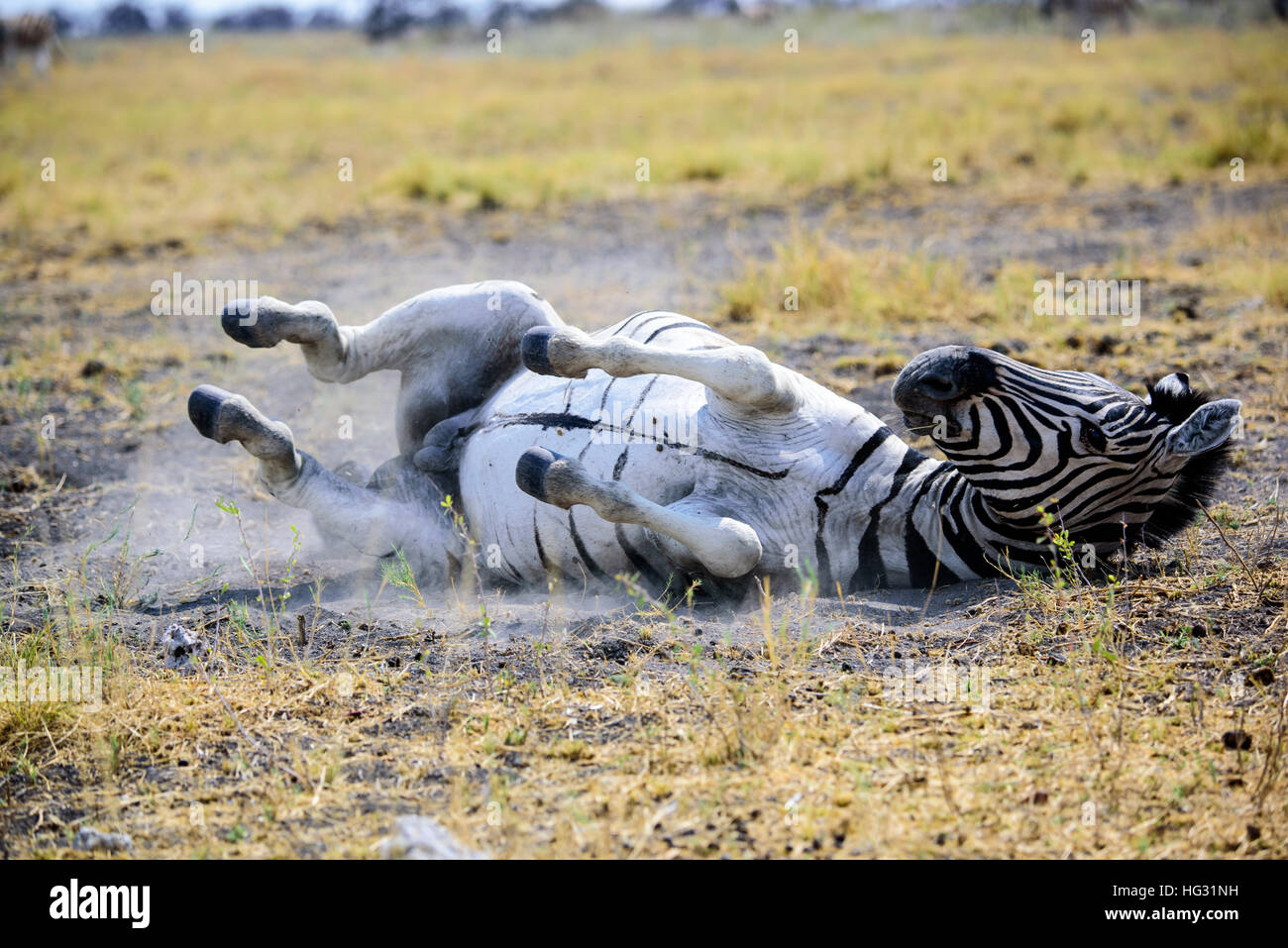 Zebra Staub baden Stockfoto