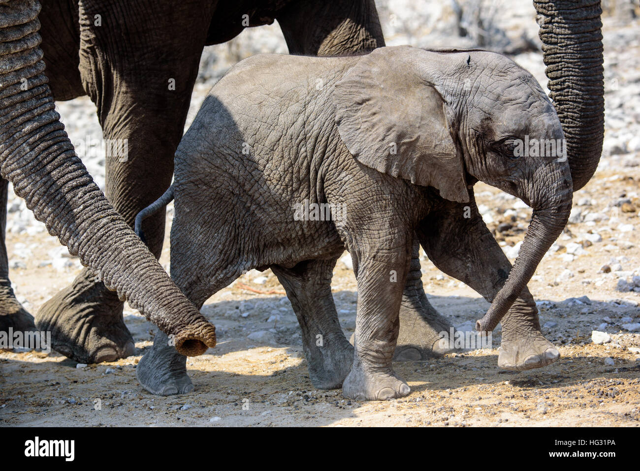 Baby-Elefant und sicher innerhalb der Herde Stockfoto