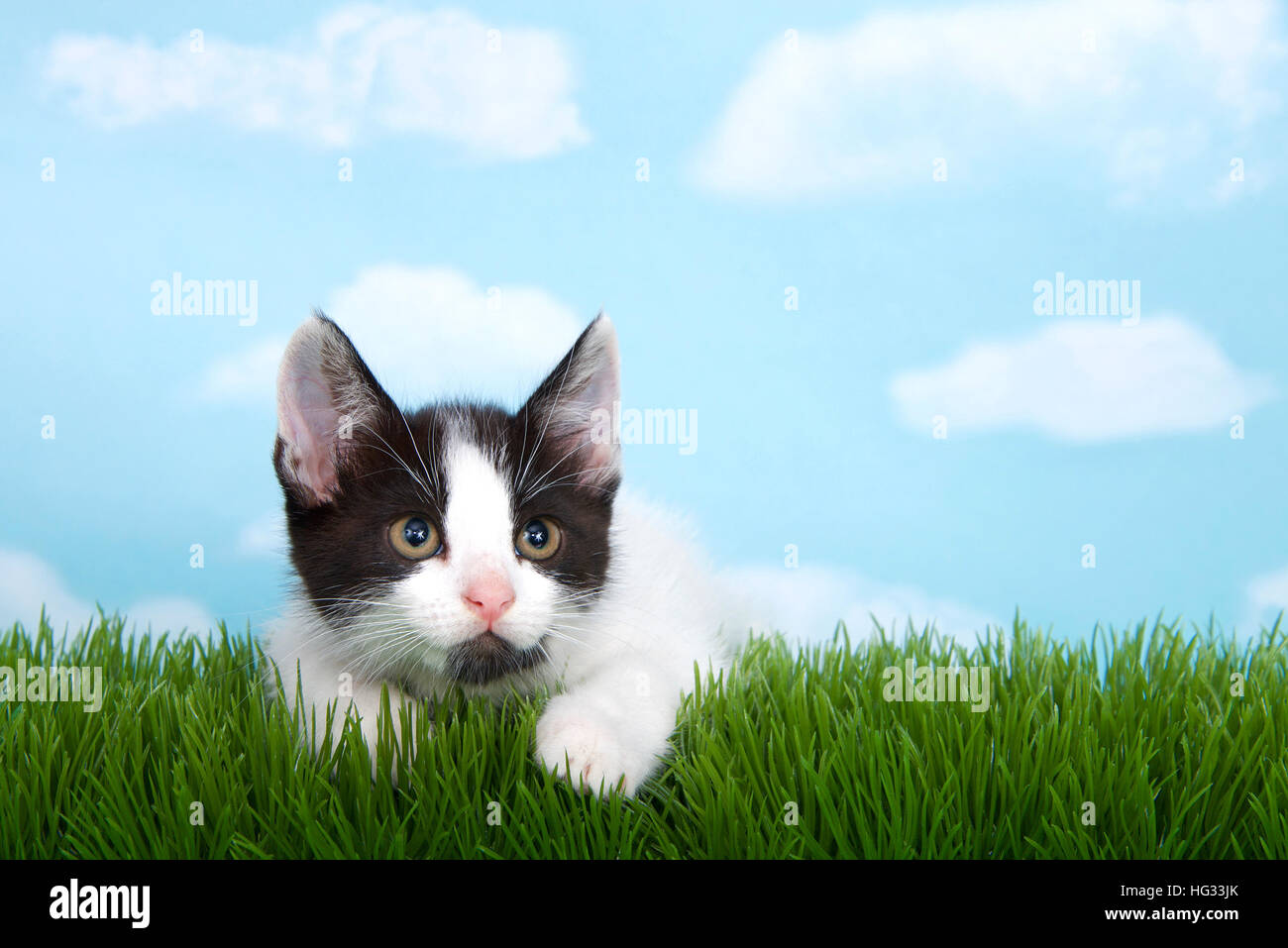 schwarz / weiß Tabby Kitten in hohe Gräser mit blauem Himmel Hintergrund weiße flauschige Wolken. Stockfoto