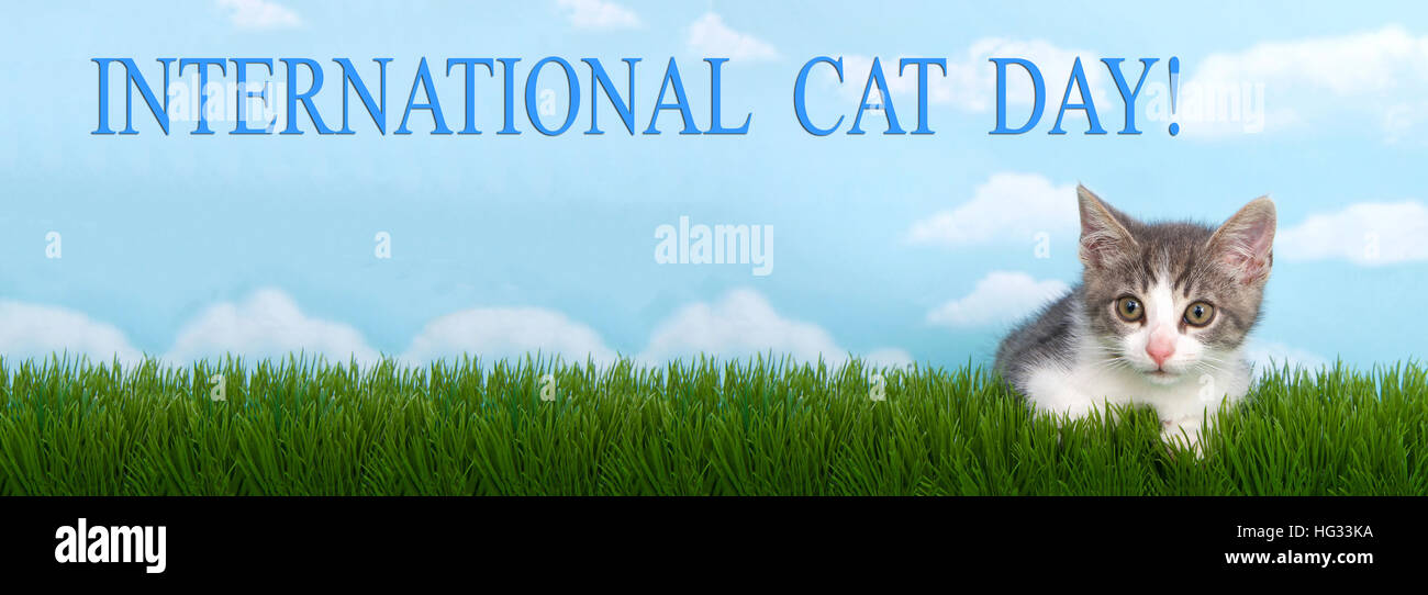 Internationaler Katzentag Stockfotos Und Bilder Kaufen Alamy