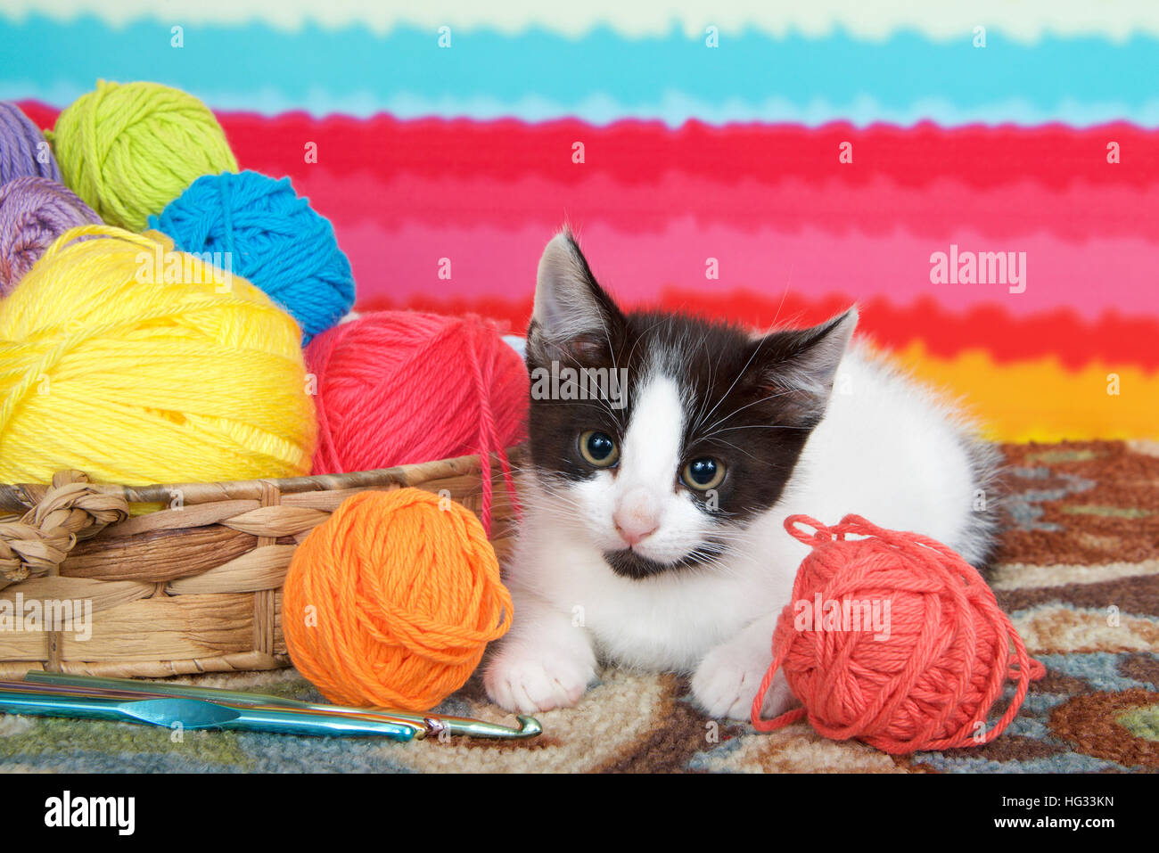 Black And White Tabby Kitten auf Teppichboden, hell gestreiften Hintergrund, Wollknäuel in einem Korb. Stockfoto