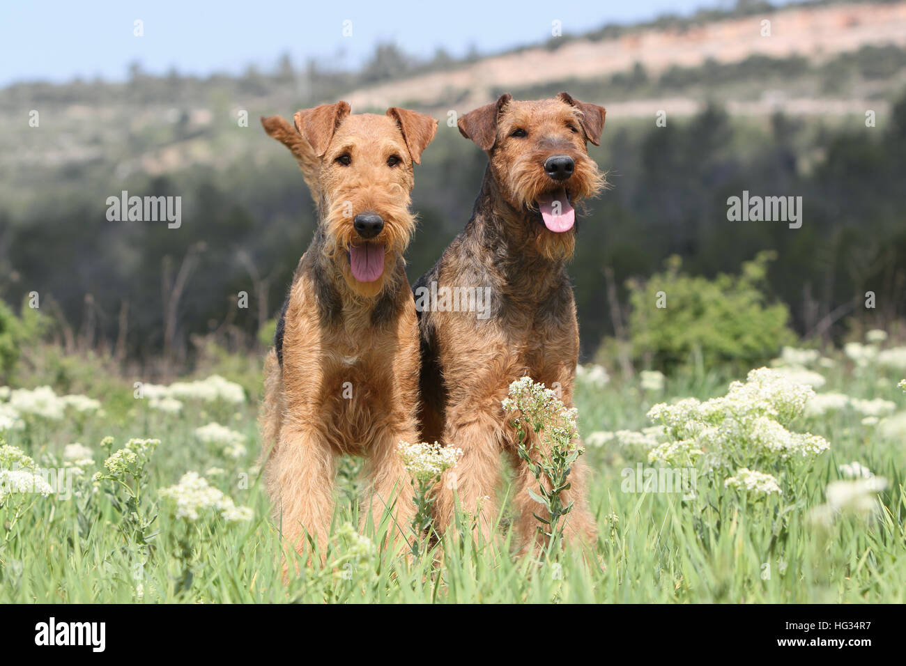 Airedale Terrier Hund / Waterside Terrier zwei Erwachsene Erwachsene stehen auf einer Wiese Stockfoto