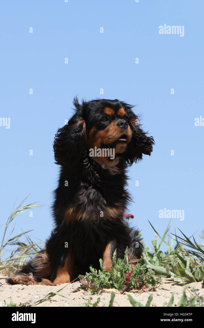 Hund Cavalier King Charles Spaniel Erwachsener (Black And Tan) sitzt auf einem Felsen-Porträt Stockfoto