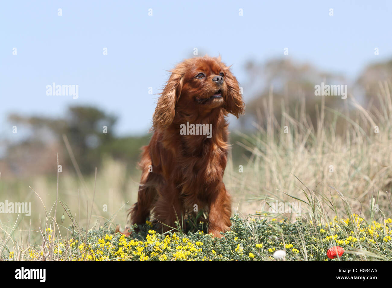 Hund Cavalier King Charles Spaniel adult Rubin sitzen in Blumen Stockfoto