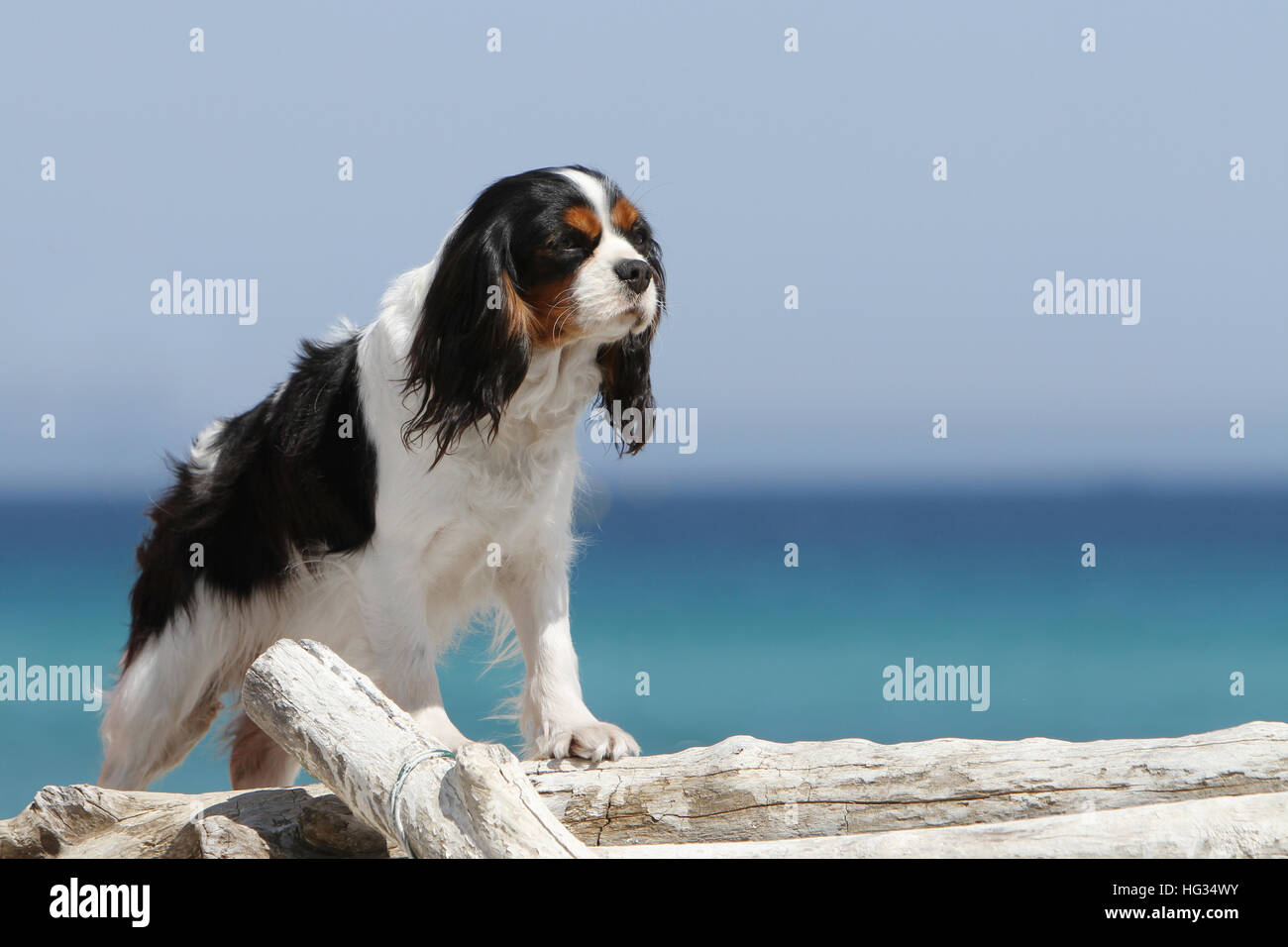Hund Cavalier King Charles Spaniel adult Tricolor stehen am Strand auf einem Baumstamm Holz Wald Stockfoto
