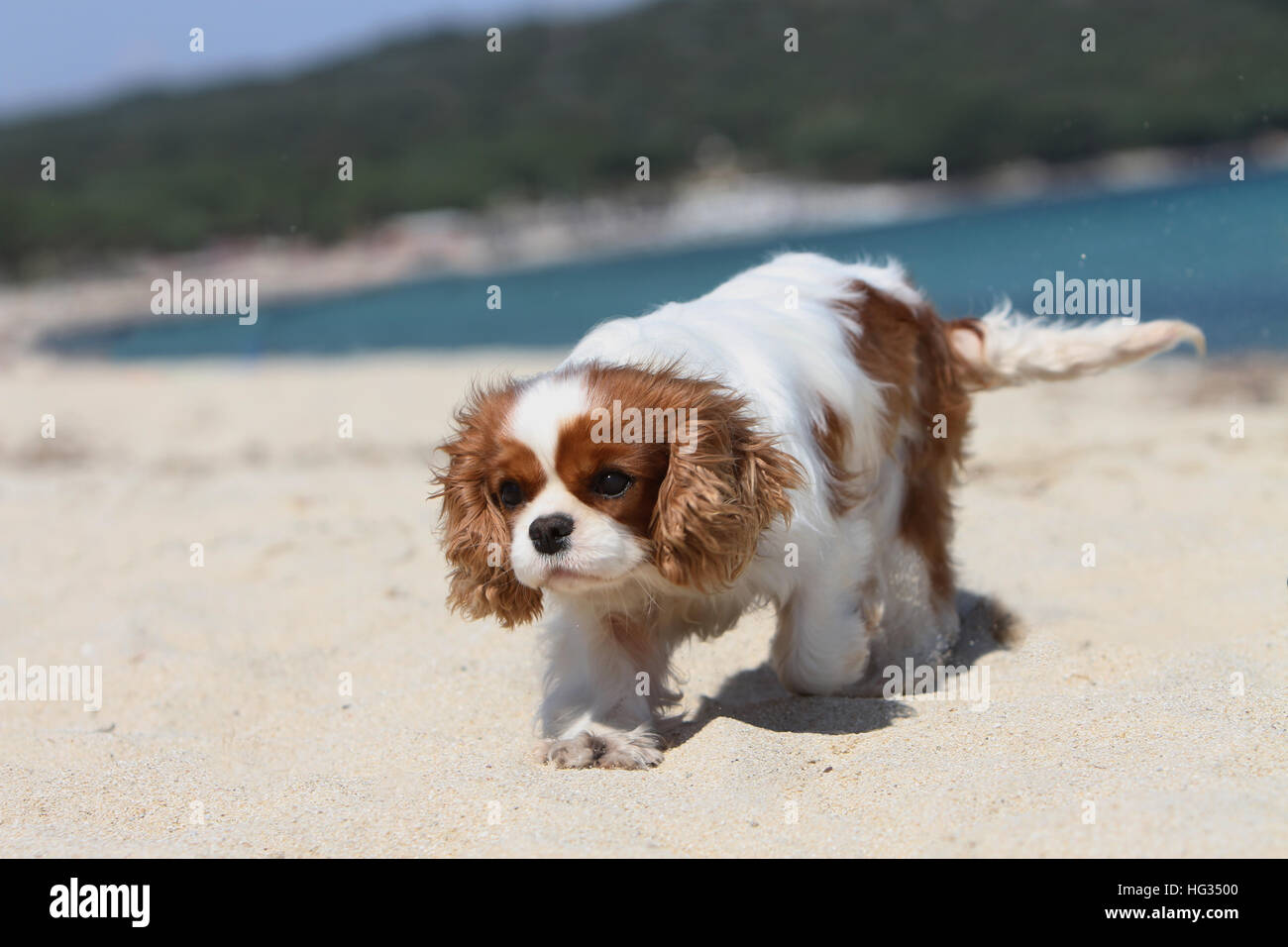Hund Cavalier King Charles Spaniel adult Blenheim zu Fuß am Strand Stockfoto