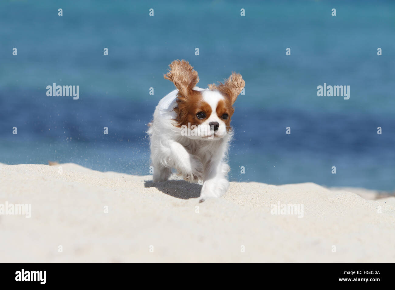 Hund Cavalier King Charles Spaniel adult Blenheim zu Fuß am Strand Stockfoto