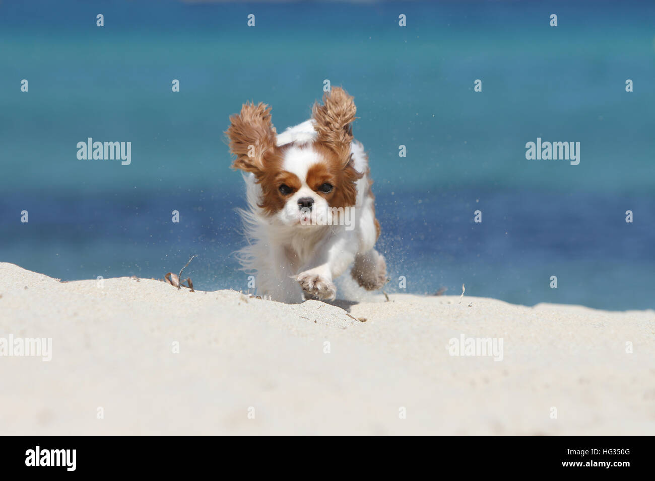 Hund Cavalier King Charles Spaniel adult Blenheim zu Fuß am Strand Stockfoto