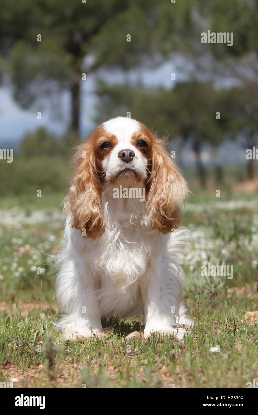 Hund Cavalier King Charles Spaniel Erwachsener (Blenheim) sitzen in der Wiese Stockfoto