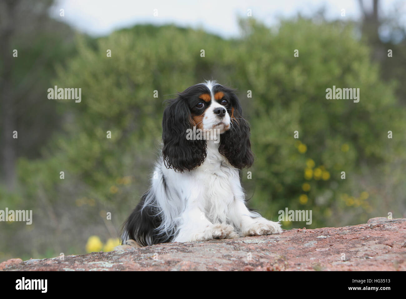 Hund Cavalier King Charles Spaniel Erwachsener (Tricolor) sitzen auf dem Boden Stockfoto