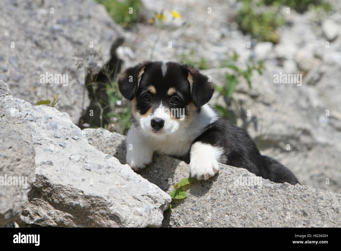 Hund Pembroke Welsh Corgi Welpen auf einem Felsen Stockfoto