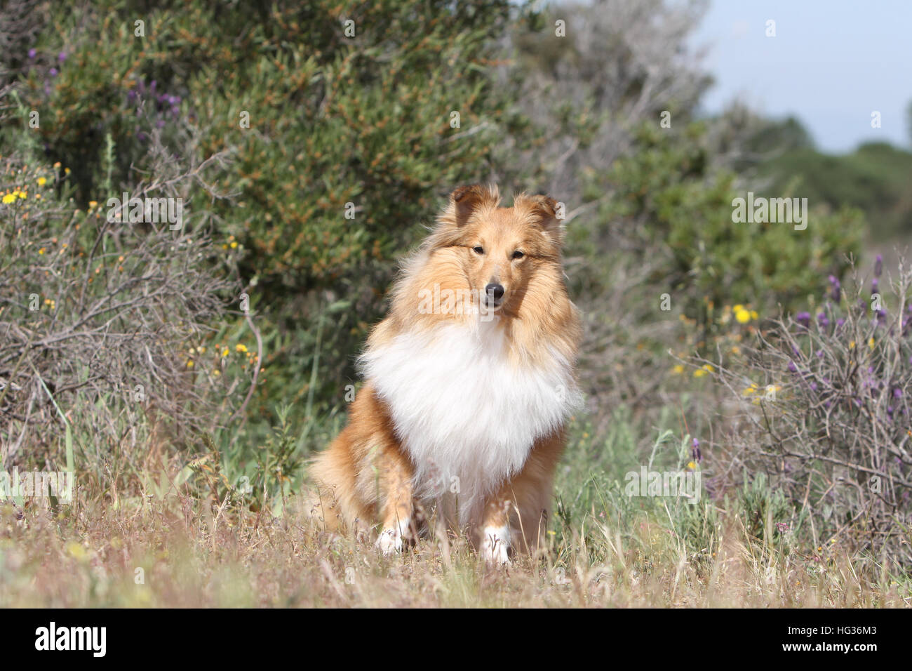 Shetland Sheepdog Hund / Sheltie / Erwachsene sitzen auf einer Wiese Stockfoto