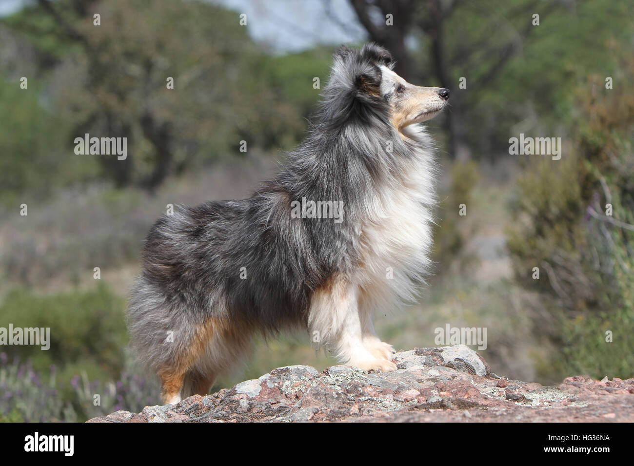 Shetland Sheepdog Hund / Sheltie / Erwachsenen steht auf einem Felsen Wald Stockfoto