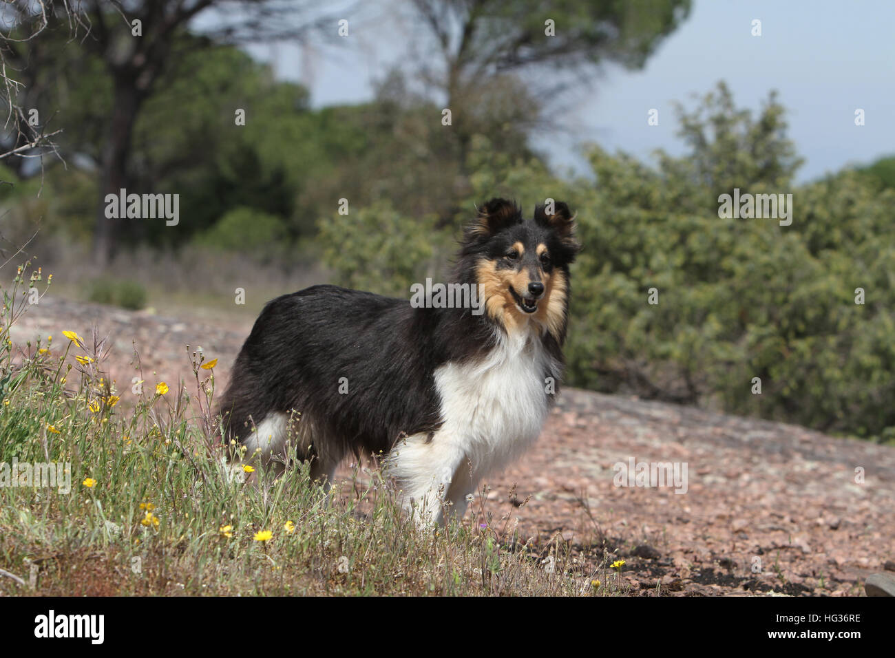 Shetland Sheepdog Hund / Sheltie Erwachsener (Tricolor) steht auf einer Wiese Stockfoto