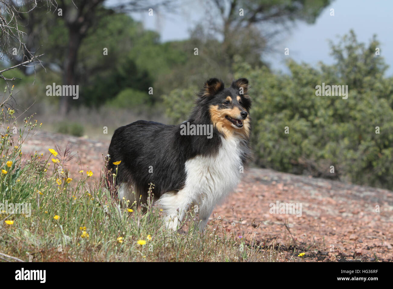 Shetland Sheepdog Hund / Sheltie Erwachsener (Tricolor) steht auf einer Wiese Stockfoto