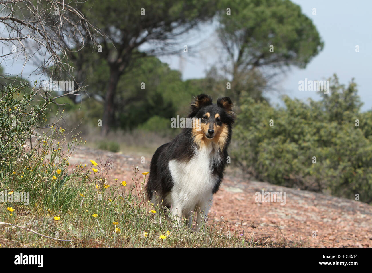 Shetland Sheepdog Hund / Sheltie Erwachsener (Tricolor) steht auf einer Wiese Stockfoto