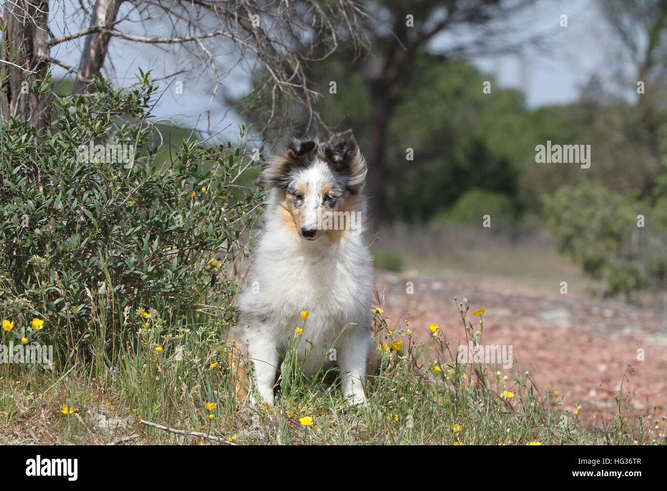 Shetland Sheepdog Hund / Sheltie jung (blue Merle) sitzen Stockfoto