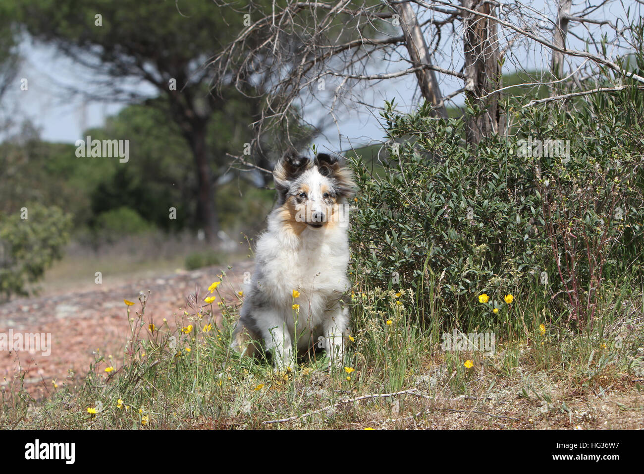 Shetland Sheepdog Hund / Sheltie Welpen (blue Merle) ausgeführt Stockfoto