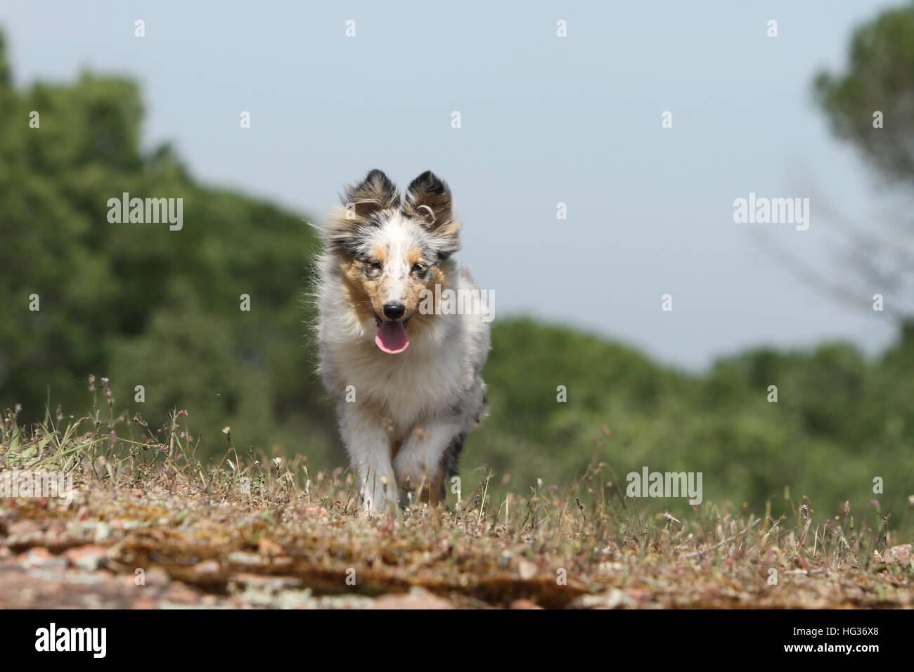 Shetland Sheepdog Hund / Sheltie Welpen (blue Merle) ausgeführt Stockfoto