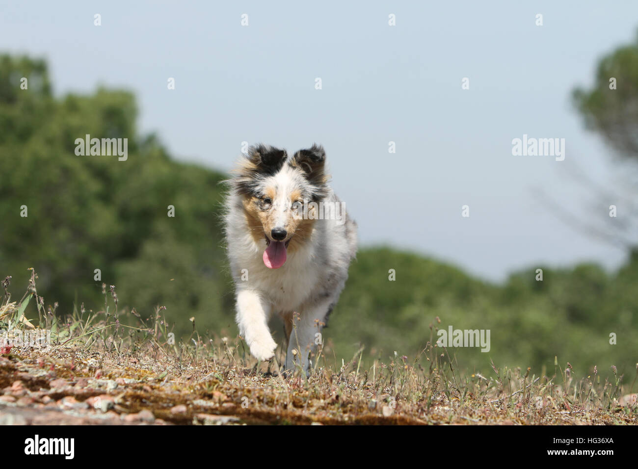 Shetland Sheepdog Hund / Sheltie Welpen (blue Merle) ausgeführt Stockfoto