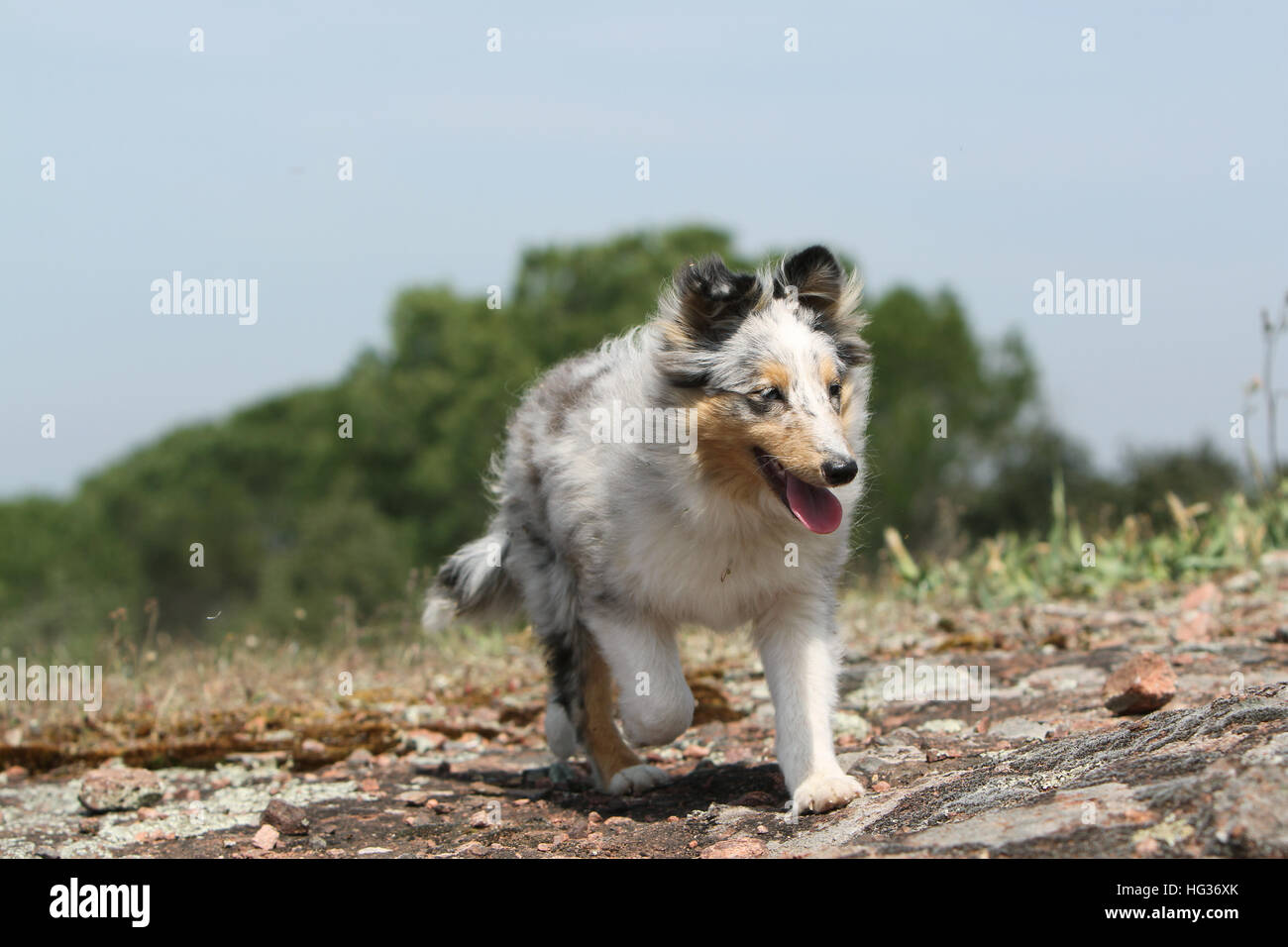 Shetland Sheepdog Hund / Sheltie Welpen (blue Merle) ausgeführt Stockfoto