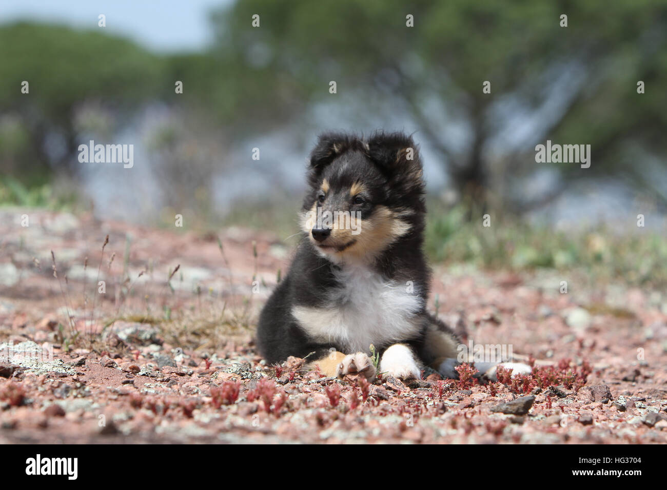 Shetland Sheepdog Hund / Sheltie / Welpen (Tricolor) liegen Stockfotografie  - Alamy