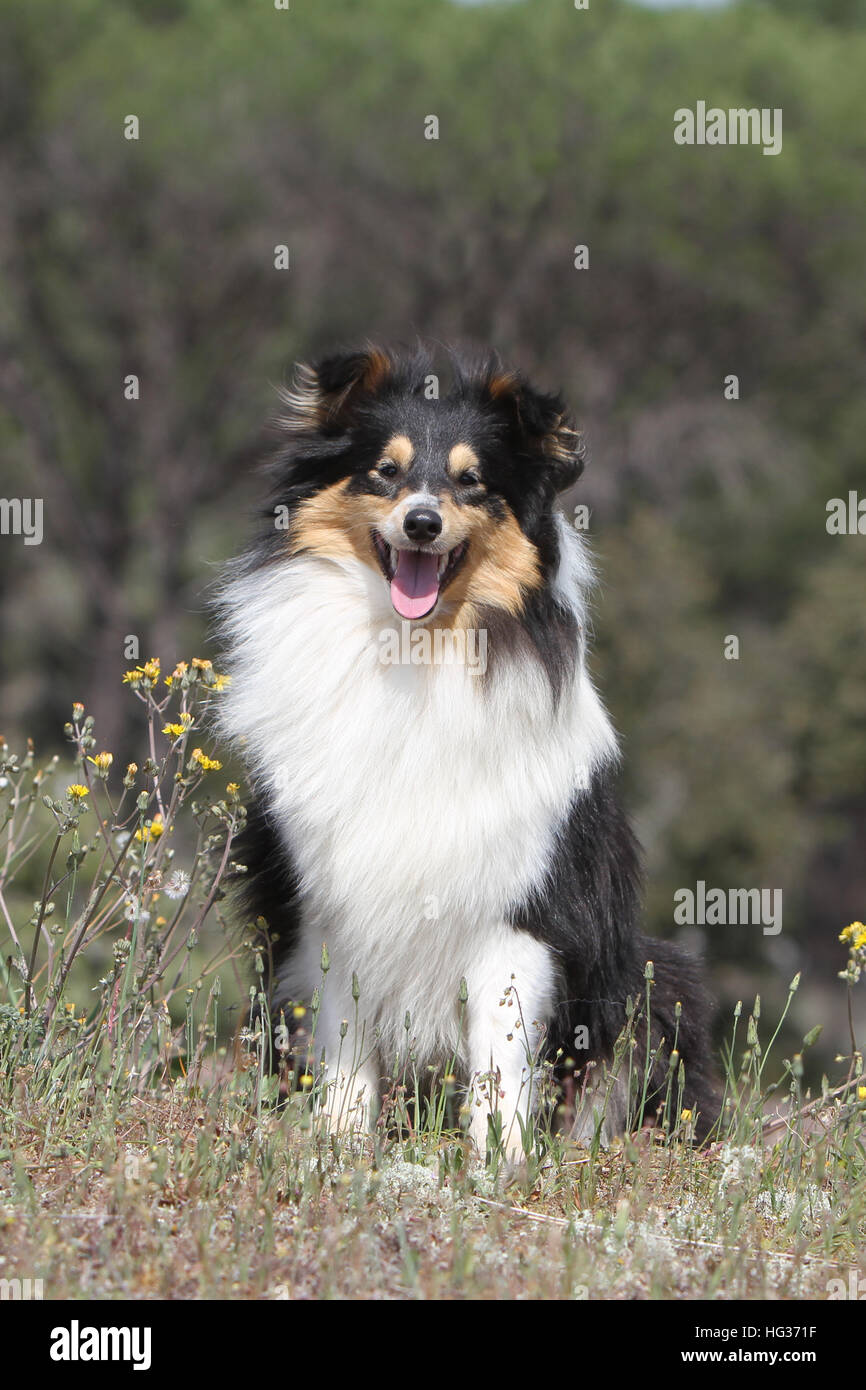 Shetland Sheepdog Hund / Sheltie Erwachsener (Tricolor) steht auf einer Wiese Stockfoto