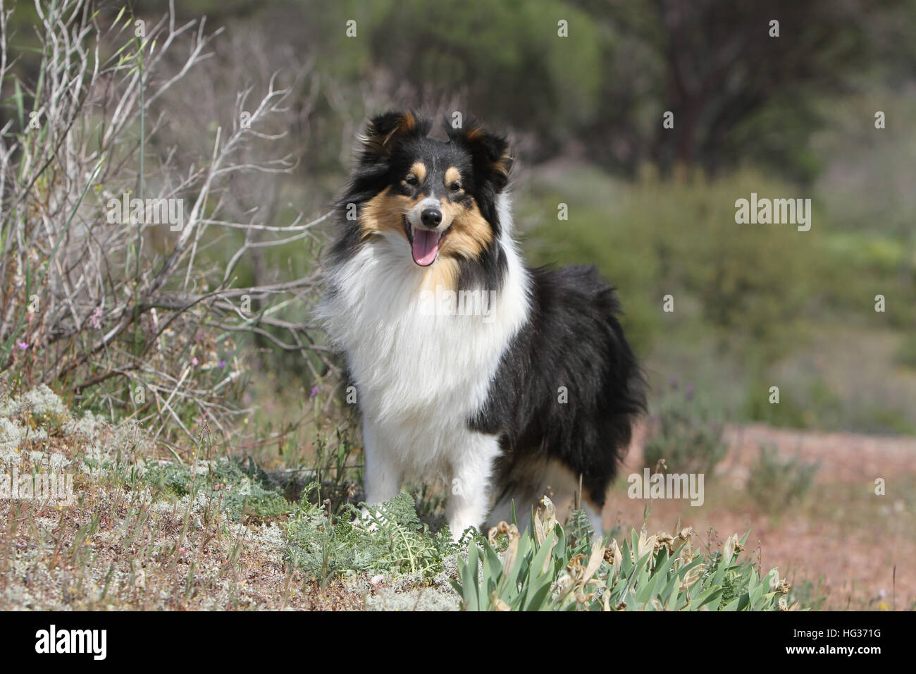 Shetland Sheepdog Hund / Sheltie Erwachsener (Tricolor) steht auf einer Wiese Stockfoto