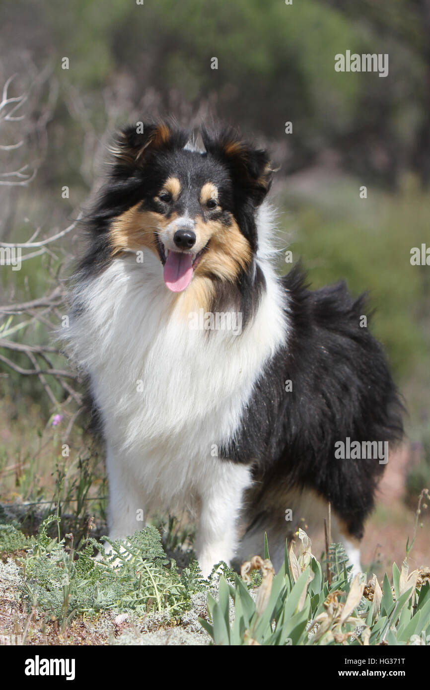 Shetland Sheepdog Hund / Sheltie Erwachsener (Tricolor) steht auf einer Wiese Stockfoto