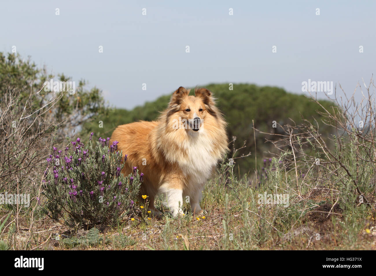 Shetland Sheepdog Hund / Sheltie Erwachsener (Zobel weiß) auf einem Felsen steht Stockfoto