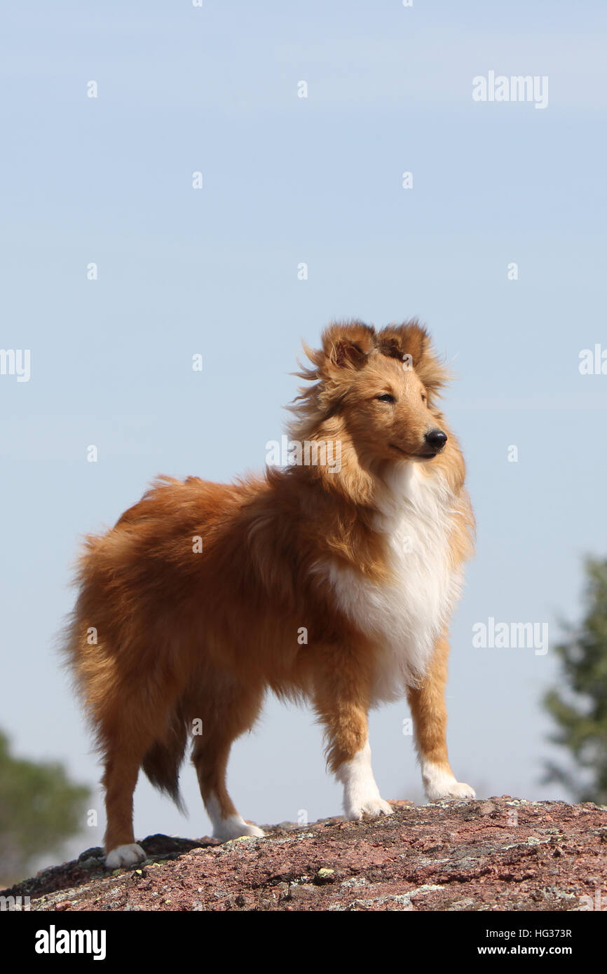 Shetland Sheepdog Hund / Sheltie Erwachsener (Zobel weiß) auf einem Felsen steht Stockfoto