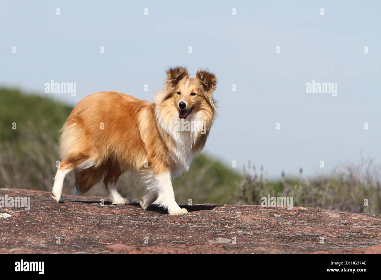 Shetland Sheepdog Hund / Sheltie Erwachsener (Zobel weiß) auf einem Felsen steht Stockfoto