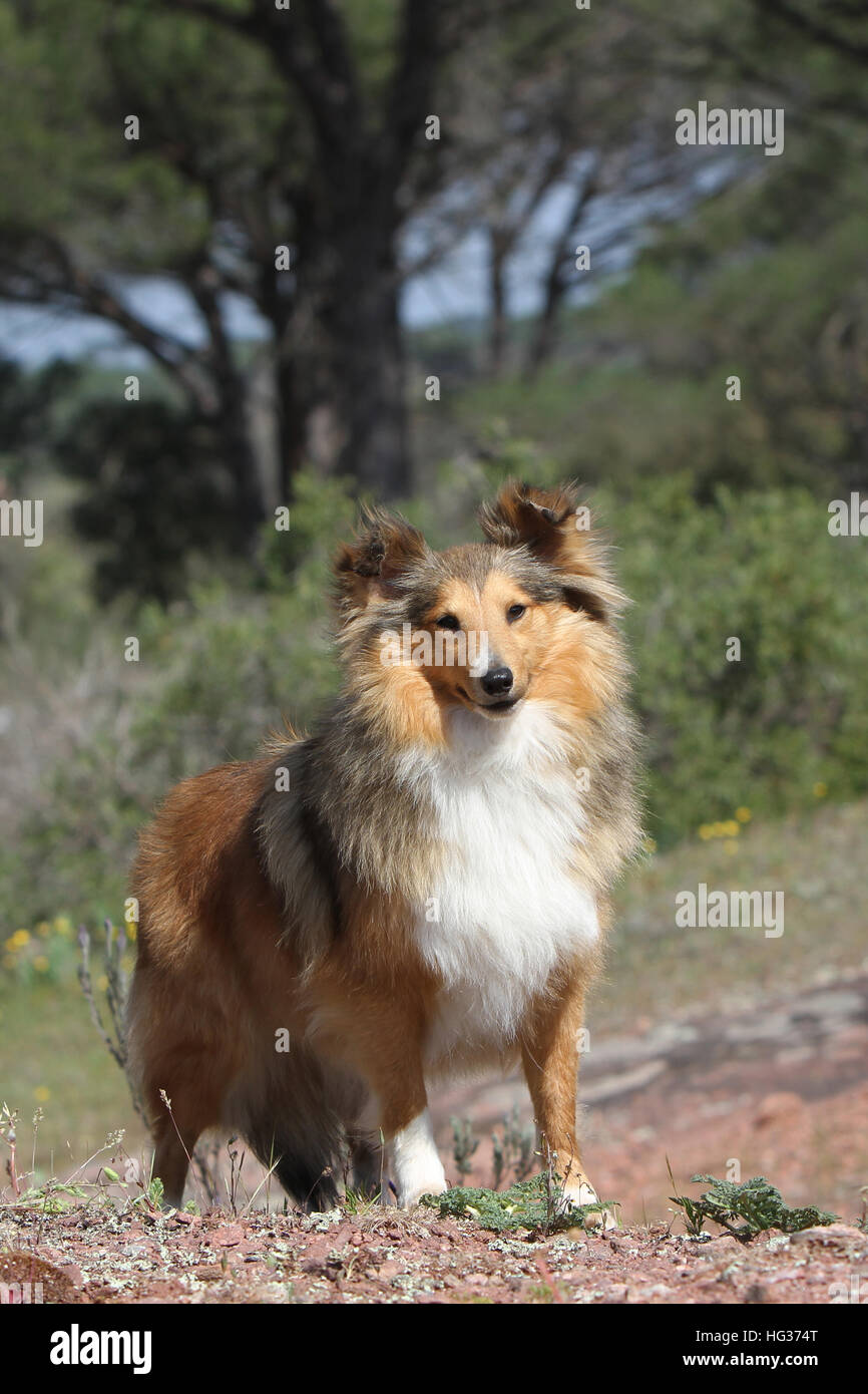 Shetland Sheepdog Hund / Sheltie Erwachsener (Zobel weiß) auf einem Felsen steht Stockfoto