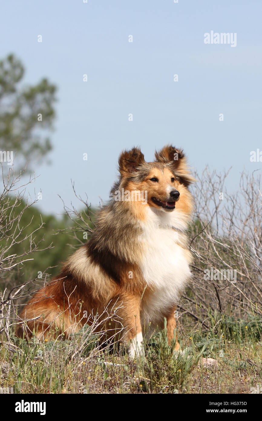 Shetland Sheepdog Hund / Sheltie / Erwachsene sitzen auf einer Wiese Stockfoto