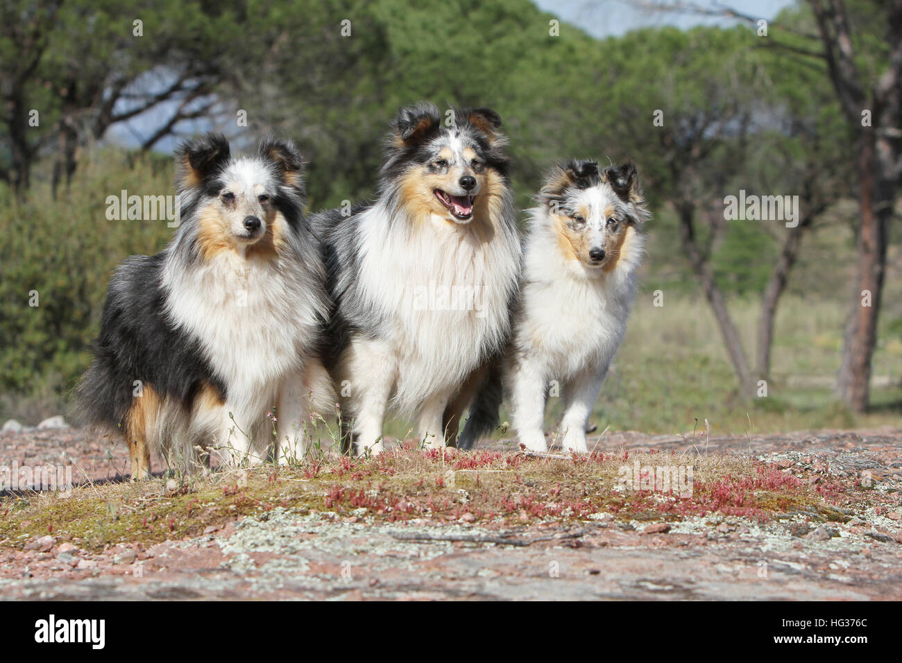 Shetland Sheepdog Hund / Sheltie drei Erwachsene (blue Merle) sitzen Tricolor dreifarbige Stockfoto