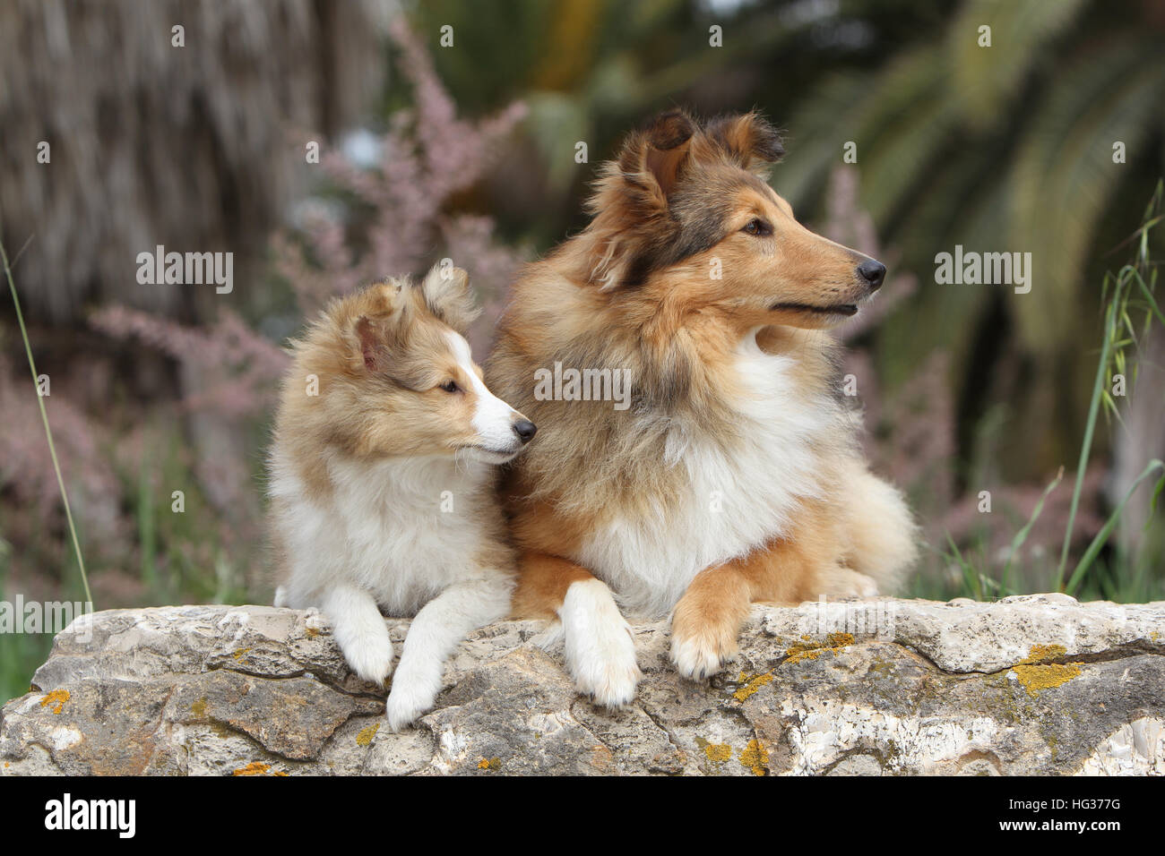 Shetland Sheepdog Hund / Sheltie zwei Erwachsene (Zobel weiß) auf einem Felsen liegend Stockfoto