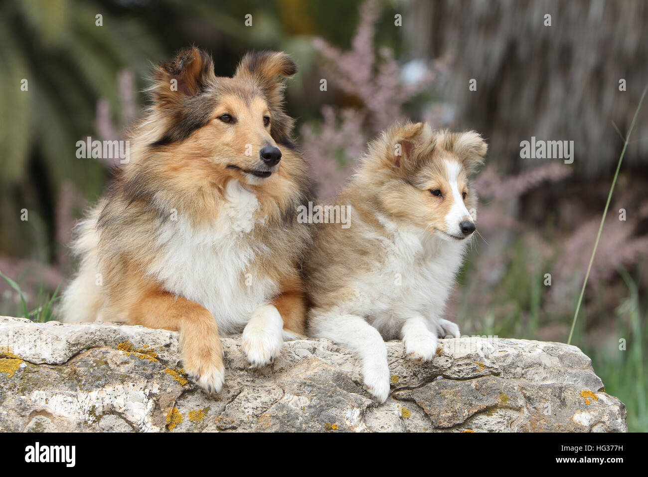 Shetland Sheepdog Hund / Sheltie zwei Erwachsene (Zobel weiß) auf einem Felsen liegend Stockfoto