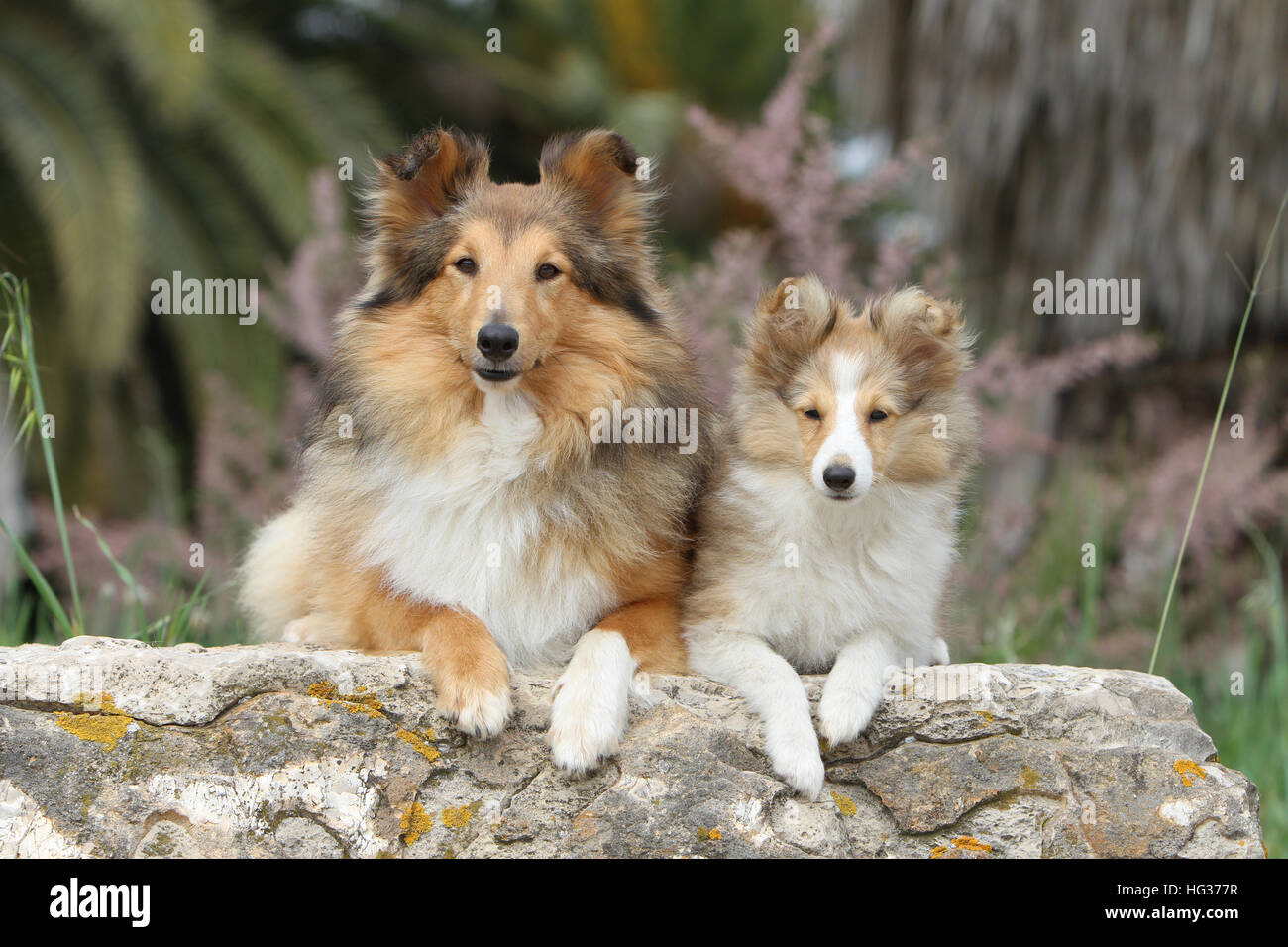 Shetland Sheepdog Hund / Sheltie zwei Erwachsene (Zobel weiß) auf einem Felsen liegend Stockfoto