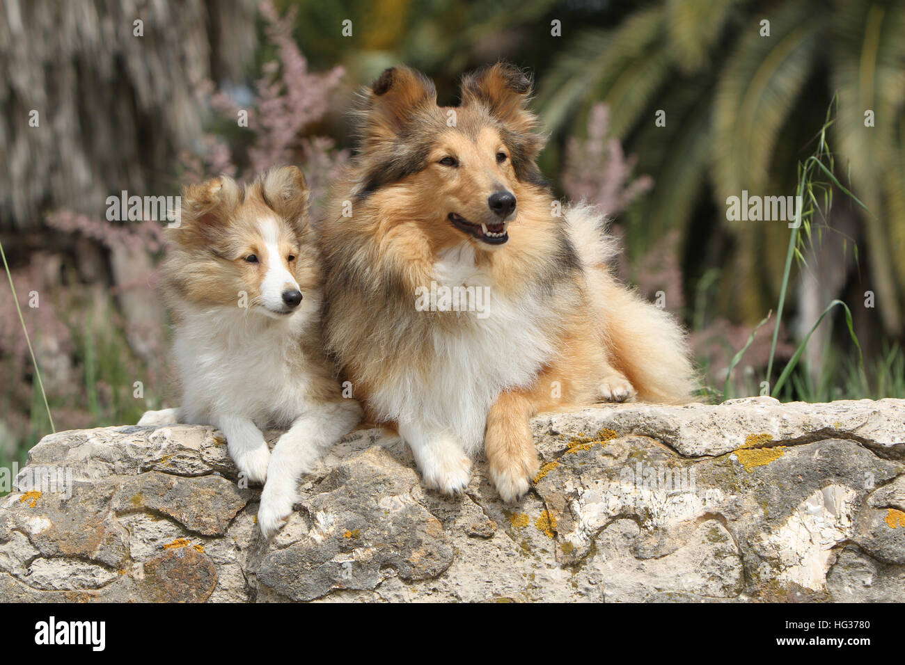 Shetland Sheepdog Hund / Sheltie zwei Erwachsene (Zobel weiß) auf einem Felsen liegend Stockfoto