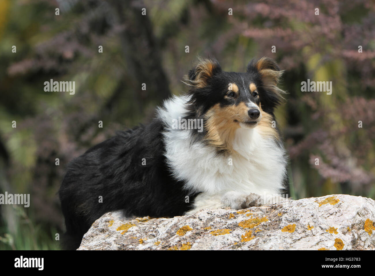 Shetland Sheepdog Hund / Sheltie / Erwachsene in einem Felsen liegen Stockfoto