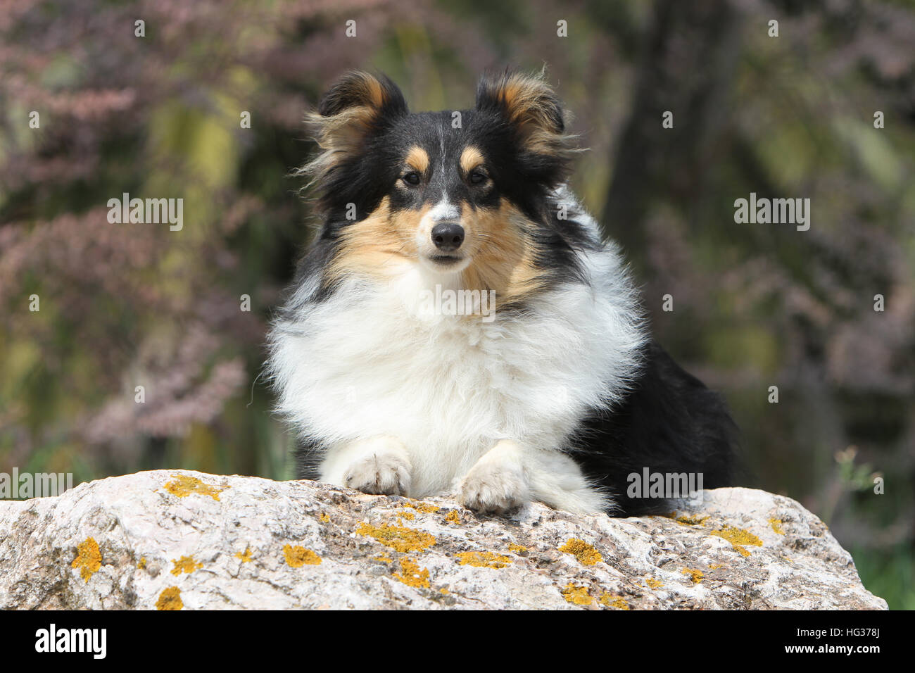 Shetland Sheepdog Hund / Sheltie / Erwachsene in einem Felsen liegen Stockfoto