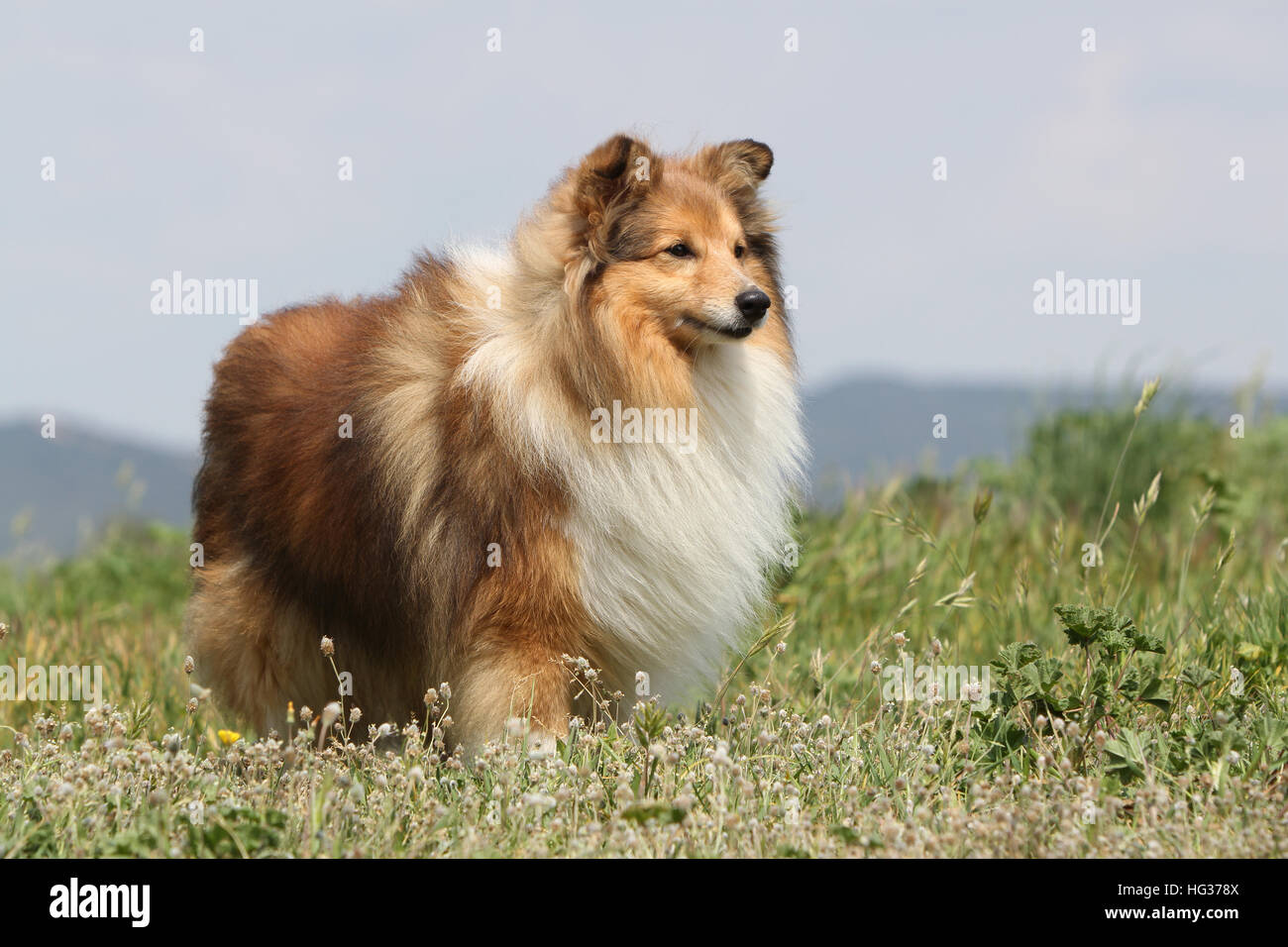 Shetland Sheepdog Hund / Sheltie / Erwachsenen stehen auf einer Wiese Stockfoto