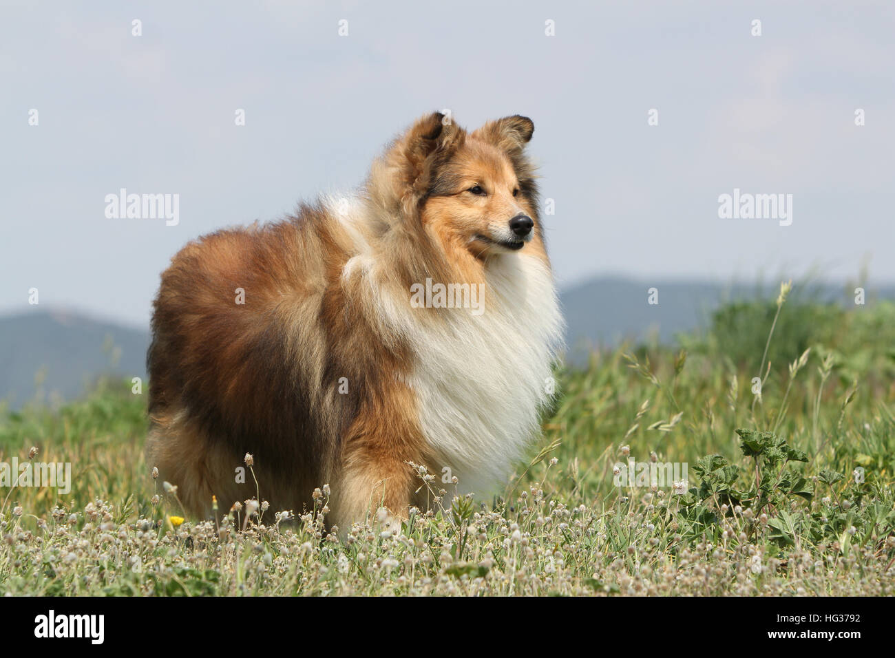 Shetland Sheepdog Hund / Sheltie / Erwachsenen stehen auf einer Wiese Stockfoto