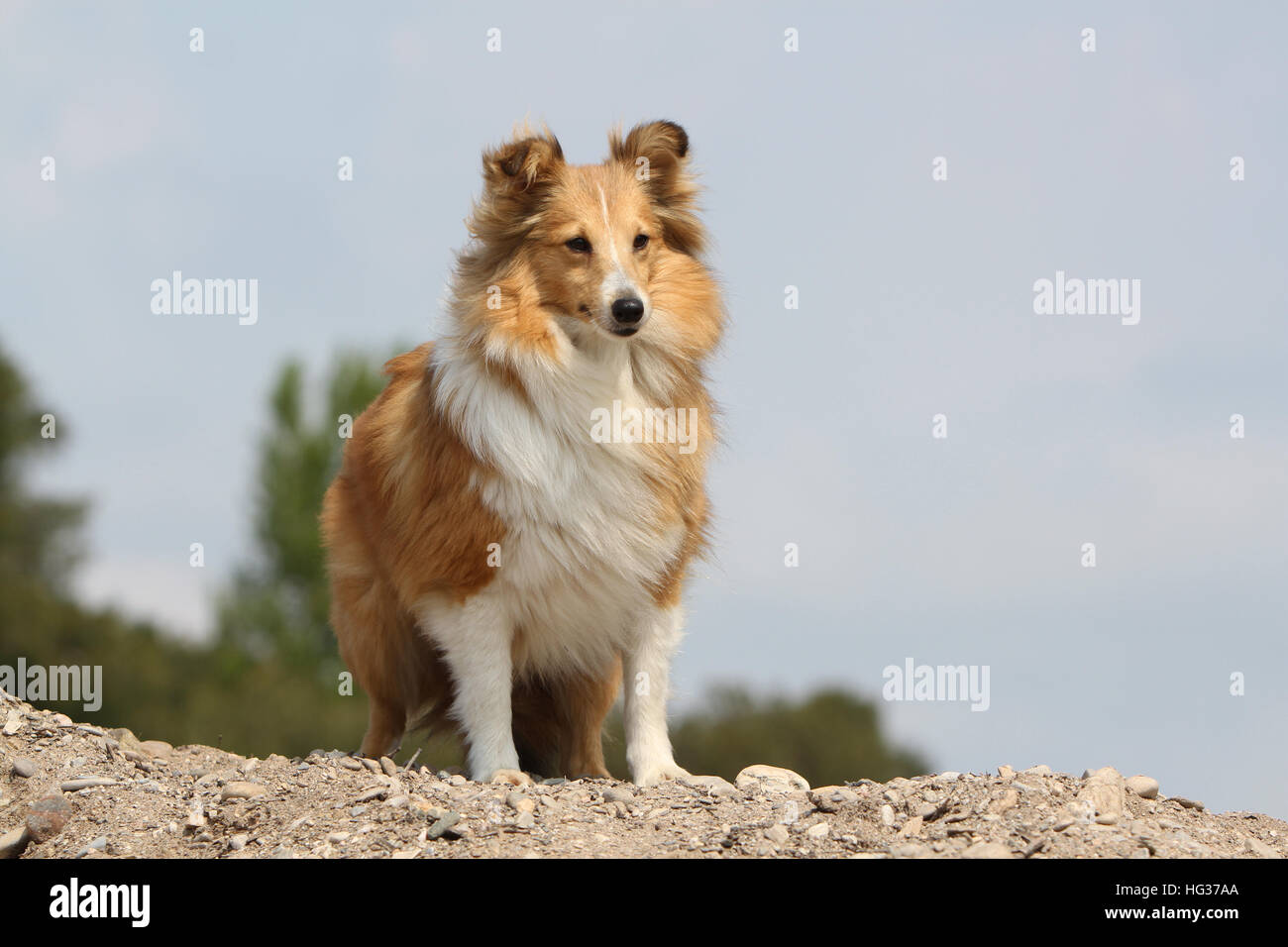 Shetland Sheepdog Hund / Sheltie Erwachsener (Zobel weiß) auf einem Felsen steht Stockfoto