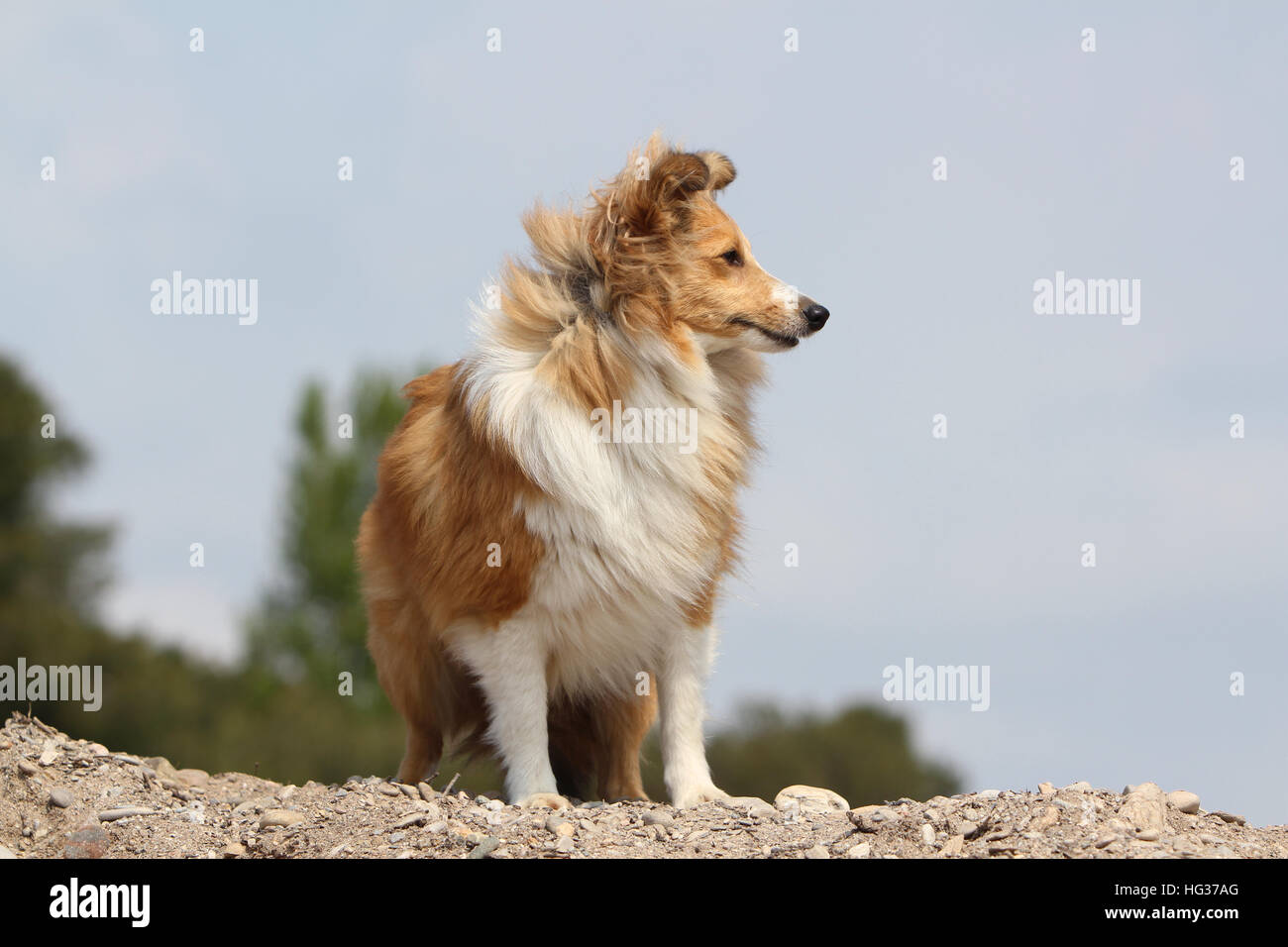 Shetland Sheepdog Hund / Sheltie Erwachsener (Zobel weiß) auf einem Felsen steht Stockfoto