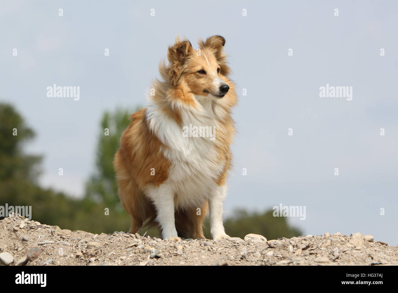 Shetland Sheepdog Hund / Sheltie Erwachsener (Zobel weiß) auf einem Felsen steht Stockfoto